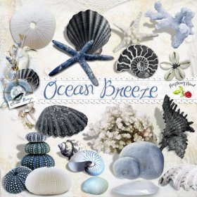 Ocean Breeze Seashell Collection