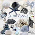 Ocean Breeze Seashell Collection Ocean Breeze Seashell Collection