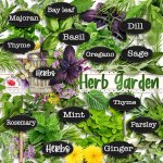 Herb Garden Herbs