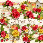 Cottage Rose Side Clusters Cottage Rose Side Clusters