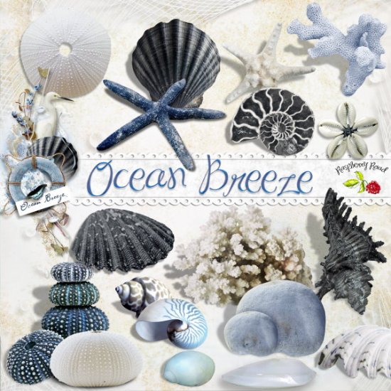 Ocean Breeze Seashell Collection - Click Image to Close
